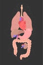 Internal organs in vector illustration.